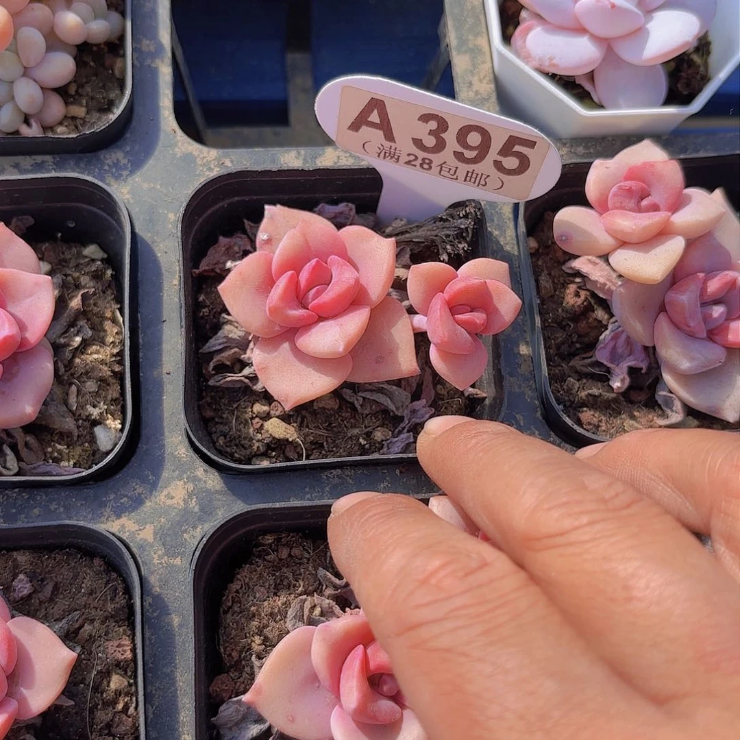 A395彩虹糖一物一拍