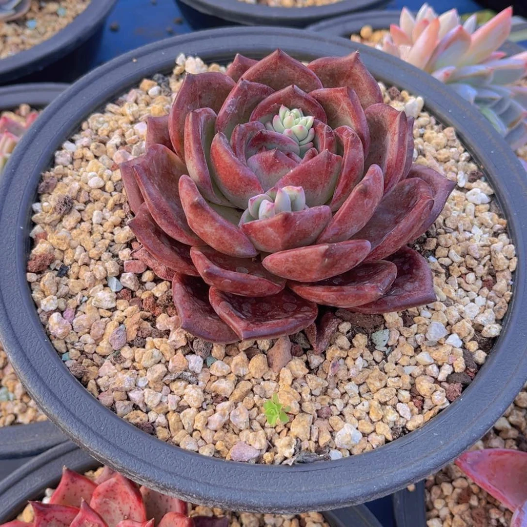 多肉植物多肉植物