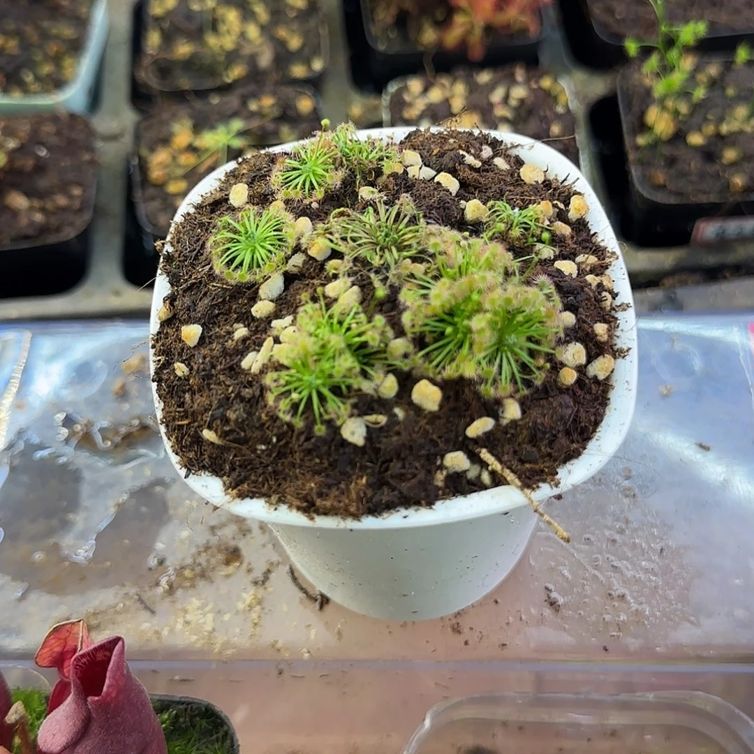 完全开放毛毛茅膏菜