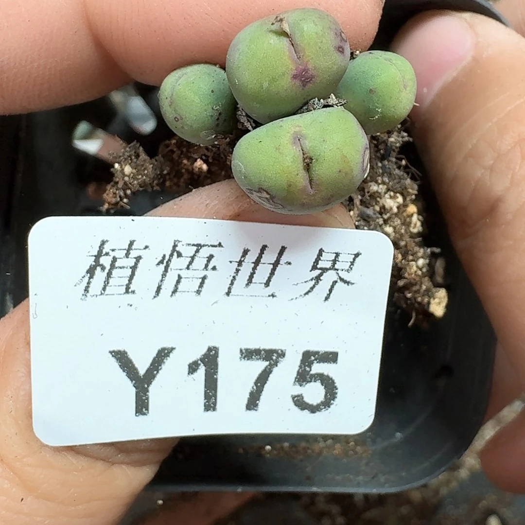 175号多肉植物哇d c