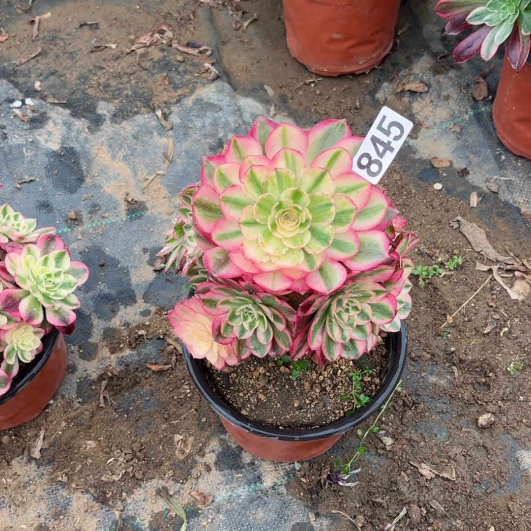 货****董845荔枝法师多肉植物