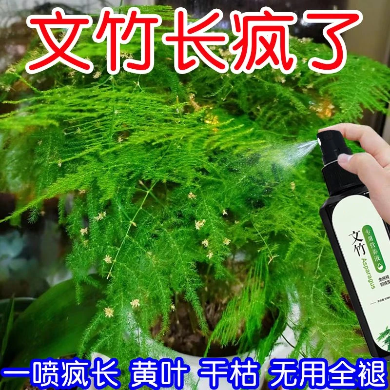 【常绿】文竹营养液专用肥料治叶子发黄干尖枯萎烂根催发芽促生长