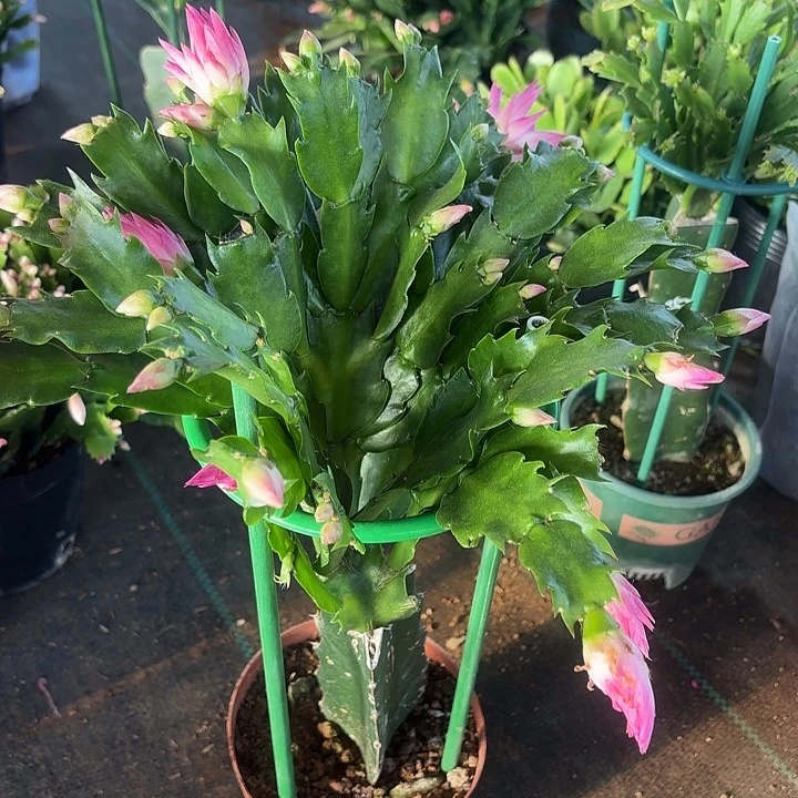 张***师当前无花栽培后可以开花