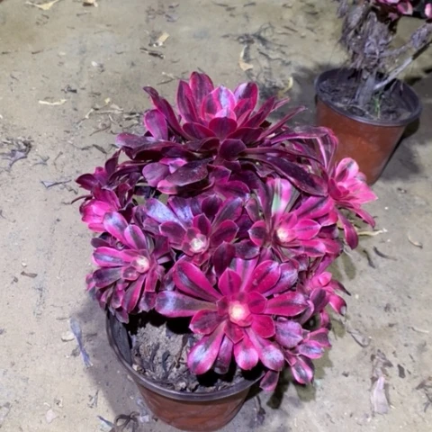 美杜莎多肉植物070