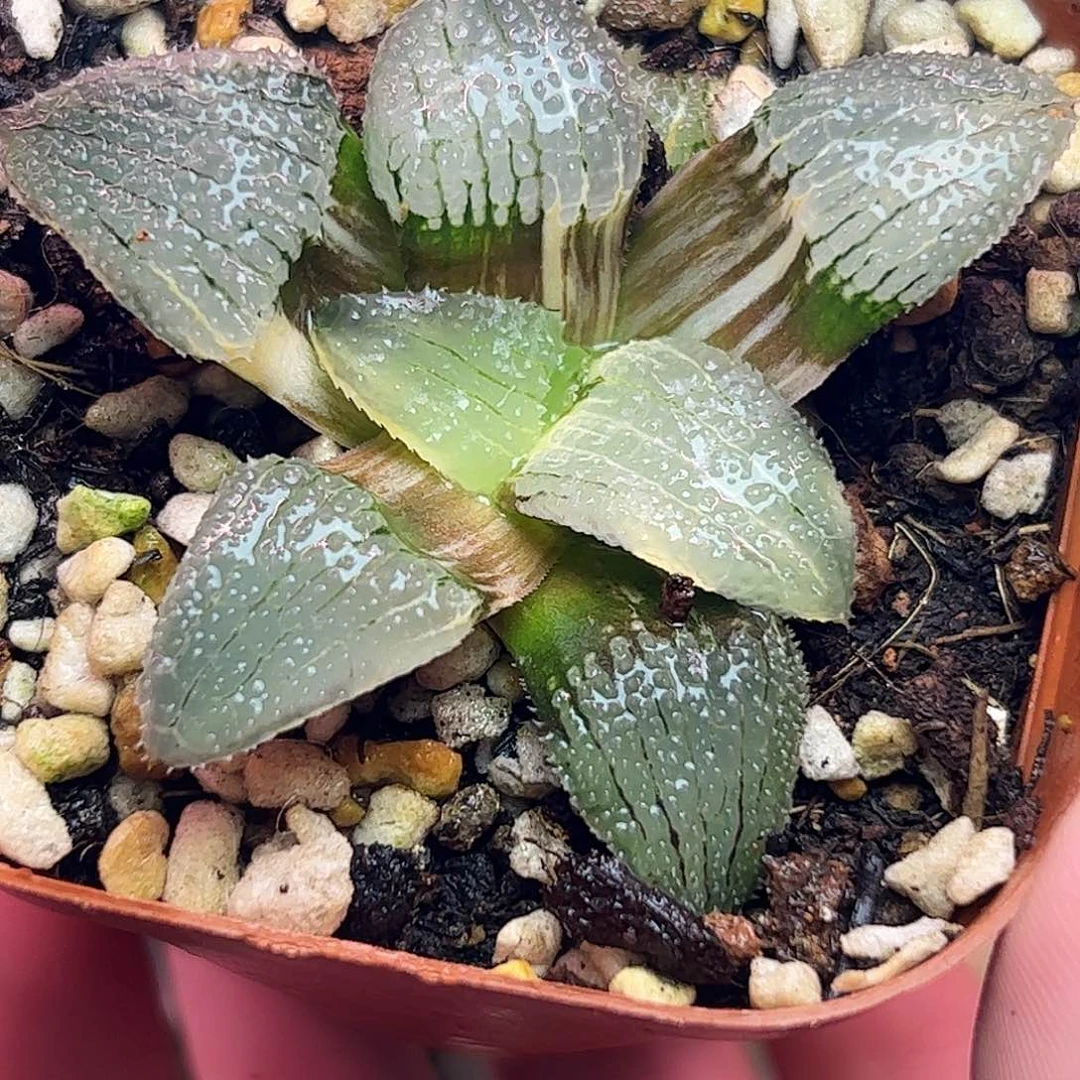 天空之镜锦十二卷多肉