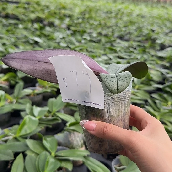 林***子大部分开放少量花苞579