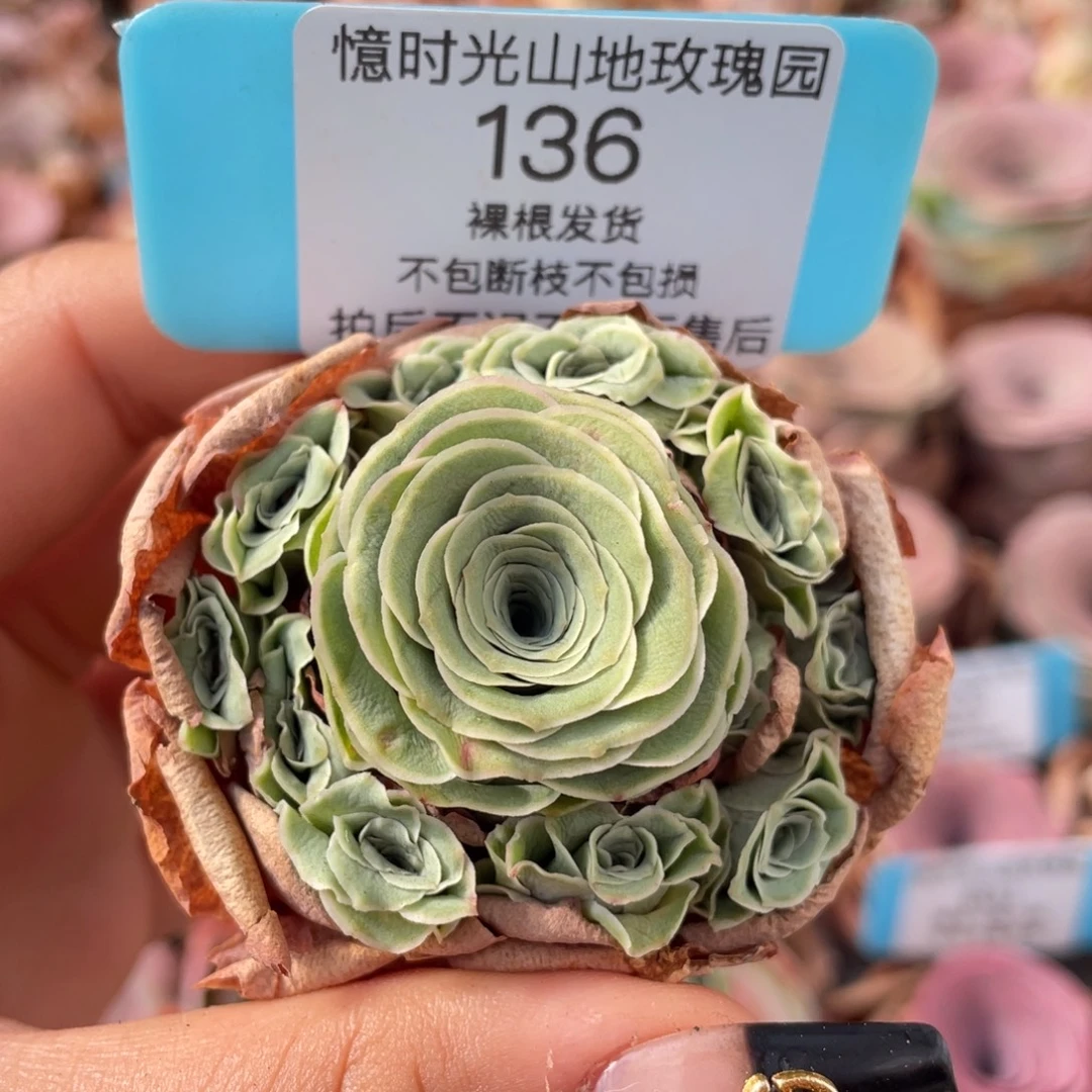 山地玫瑰 136裸根发货不售后