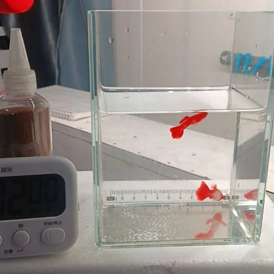 遇***你海水鱼23号双分水1对