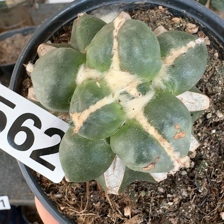 【闪购商品】无花朵大型蛋尤562