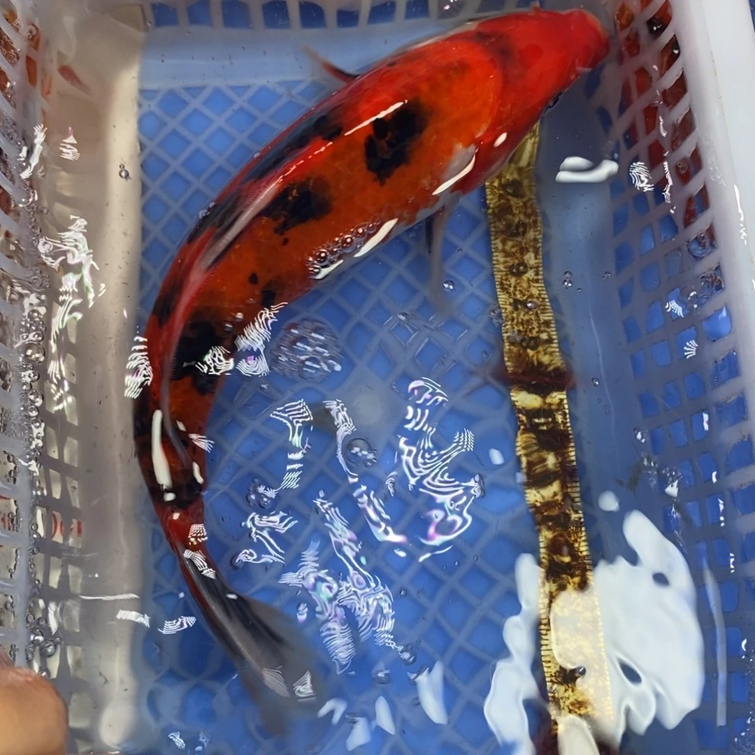 锦鲤冷水锦鲤包邮