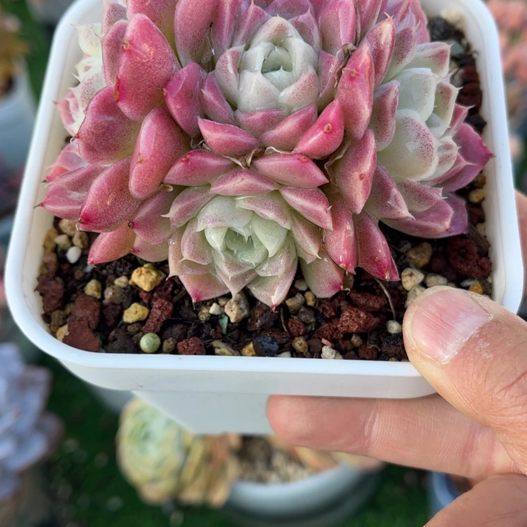 多肉植物0177 满30包邮