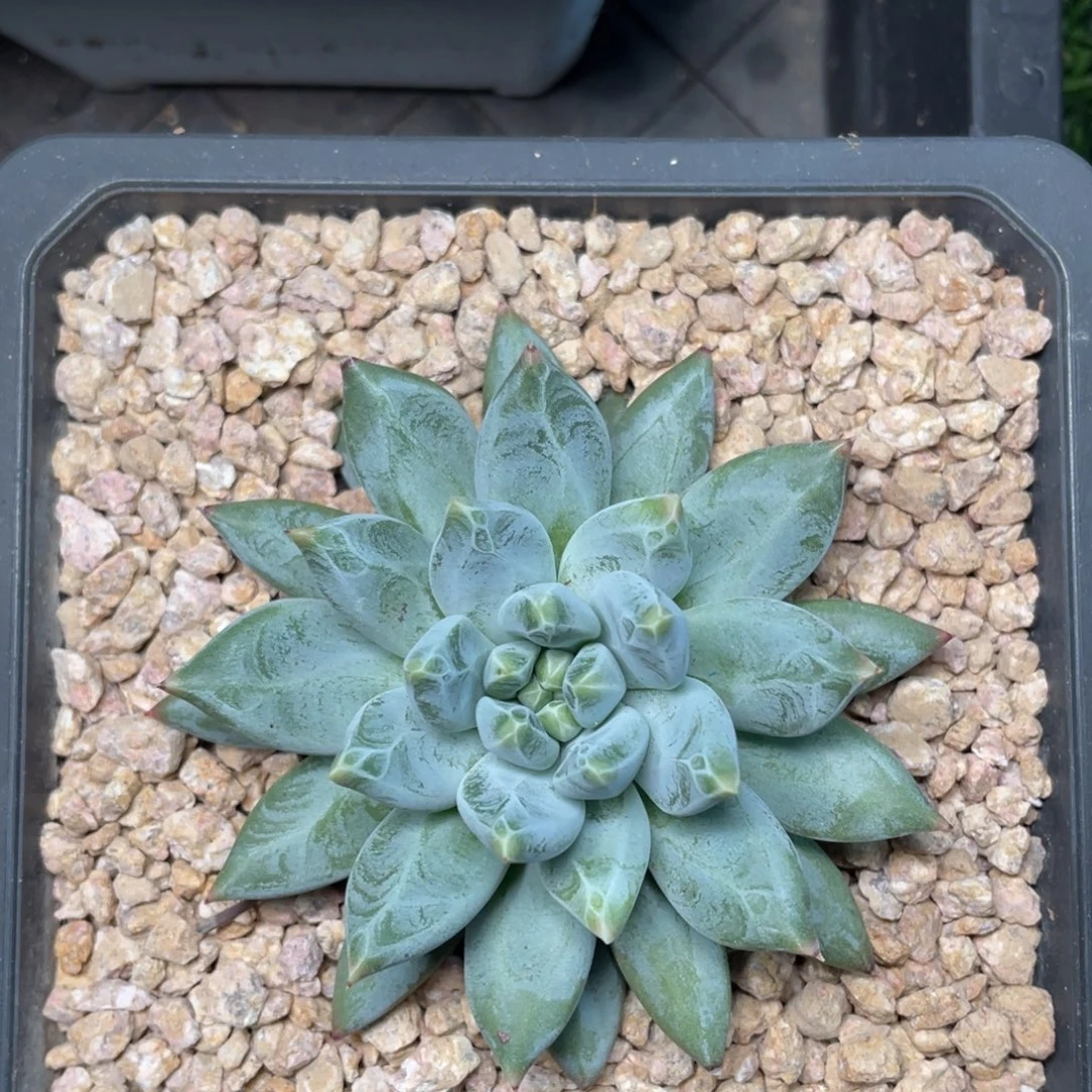 烛龙葵美人多肉植物