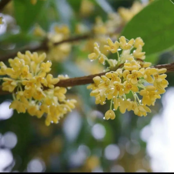 精选四季桂花树苗开花浓香型阳台盆栽室内室外庭院阳台好养易活