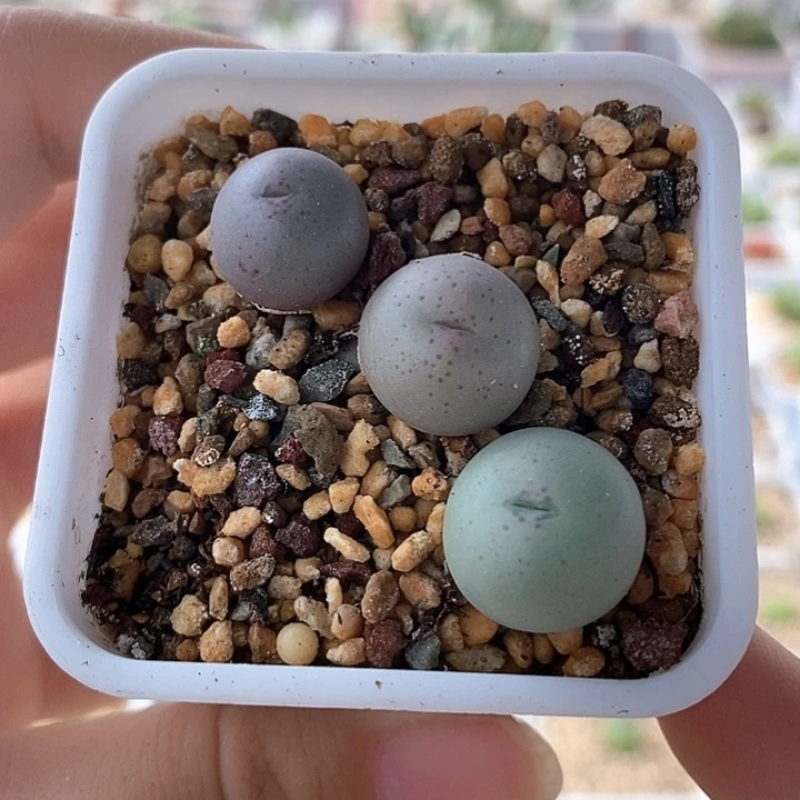 一物一拍三颗大G苗子