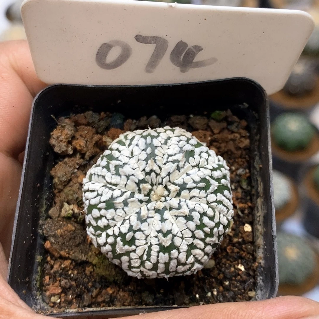 074福利特价咯福利