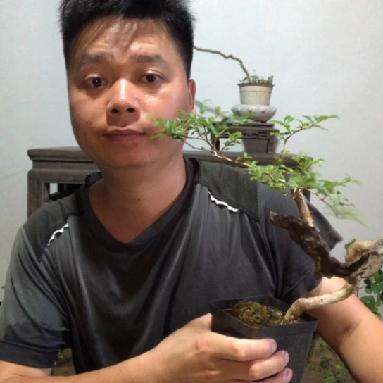 无花朵盆景盆栽植物