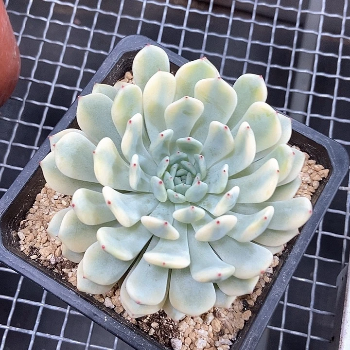 雪爪锦已爆崽多肉植物