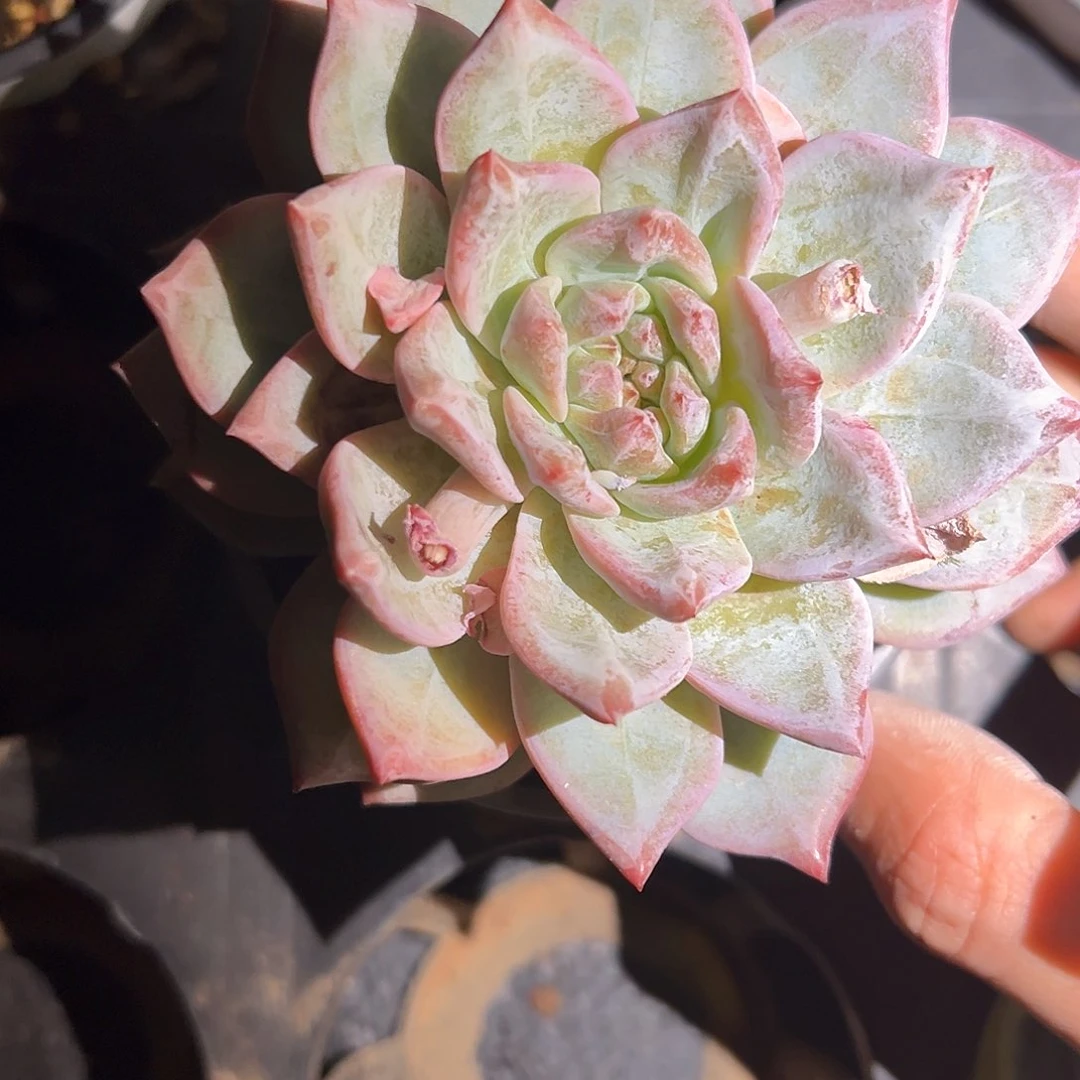 红鸾串橙梦露编号15