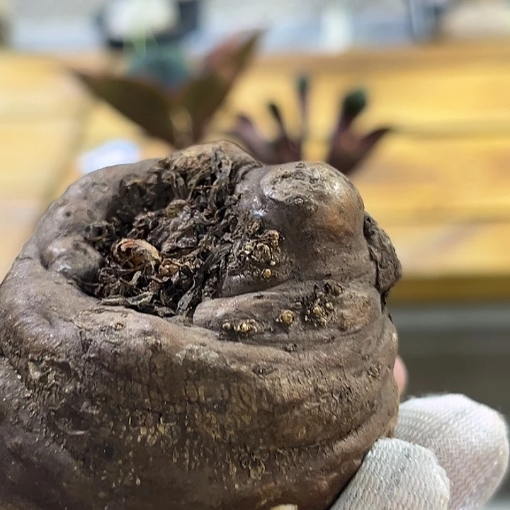 汤圆植物巫骨百合