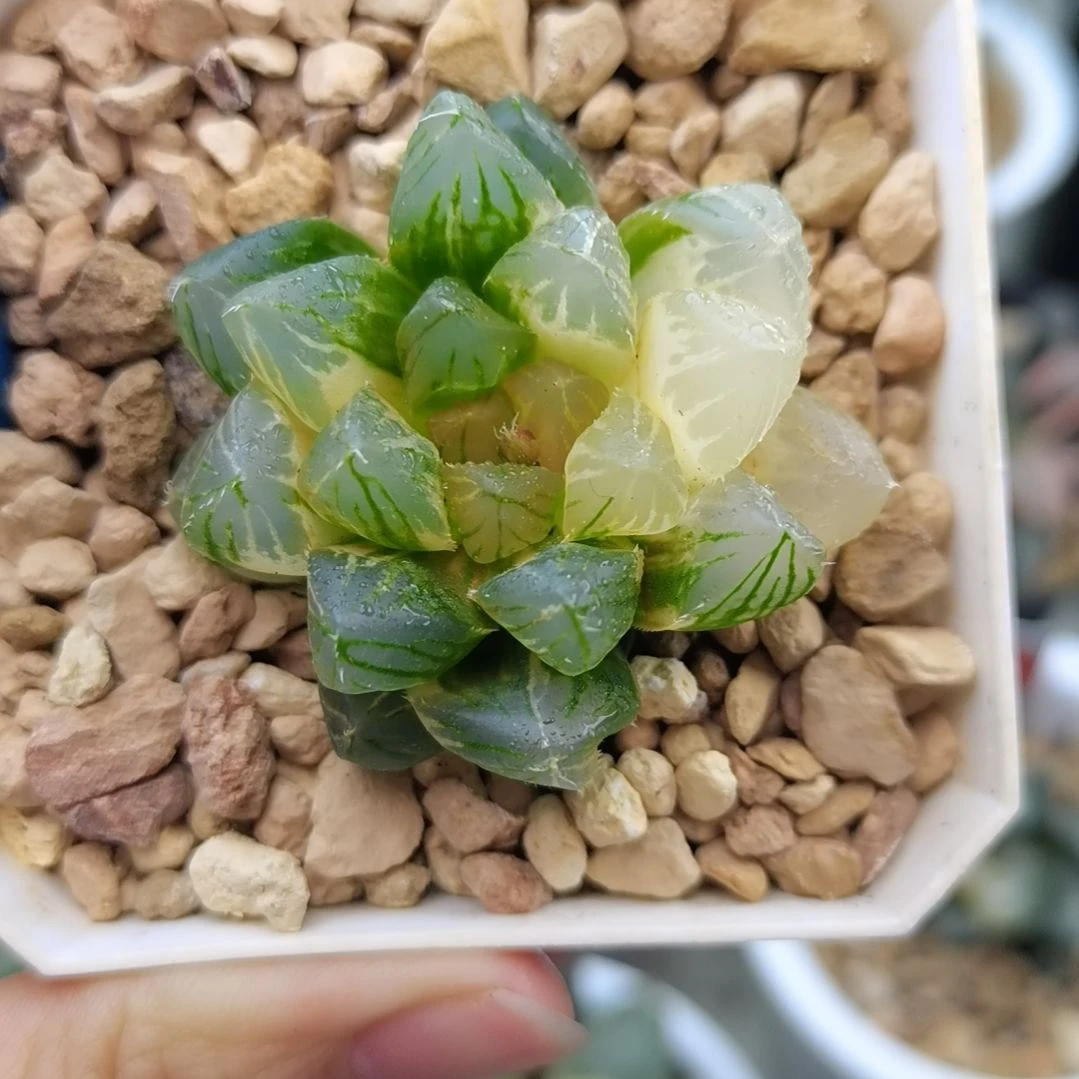 85号龙爪玉露锦一物一拍带盆土发货满38包邮