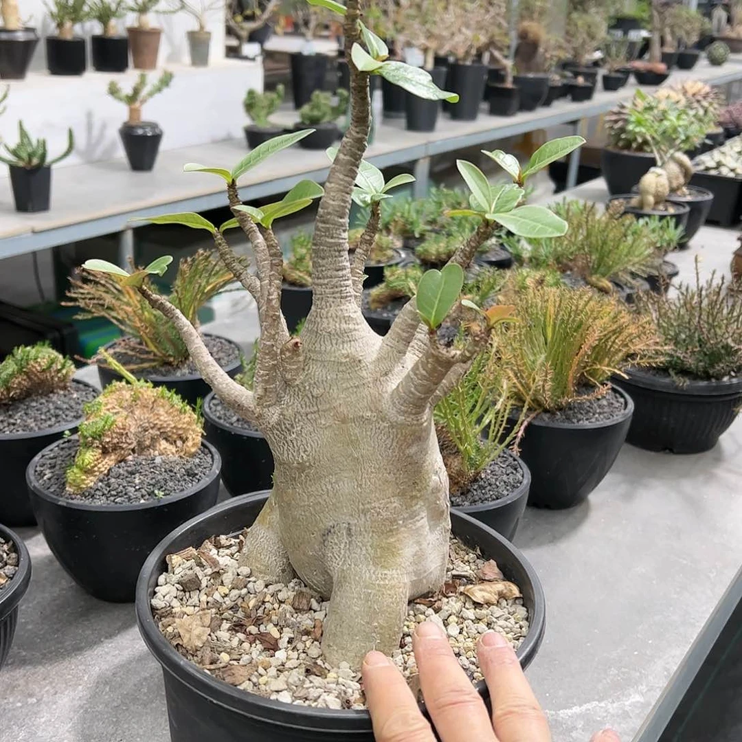 非**氏高妹沙玫666888888