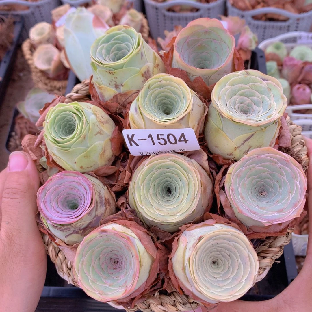 10颗1504水蜜桃带篮子