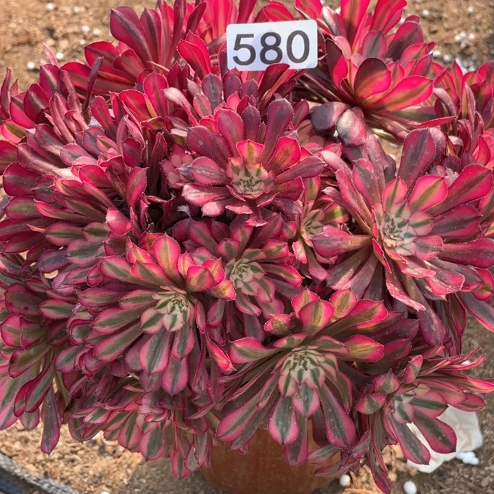 580多肉植物红铜白