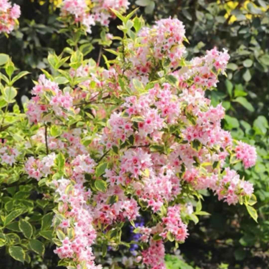 花叶锦带大苗土球发货耐热耐寒耐造落叶花灌木喜光