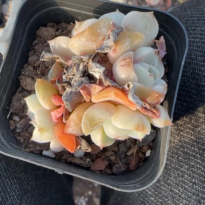 小卡拉米糖心一物一拍