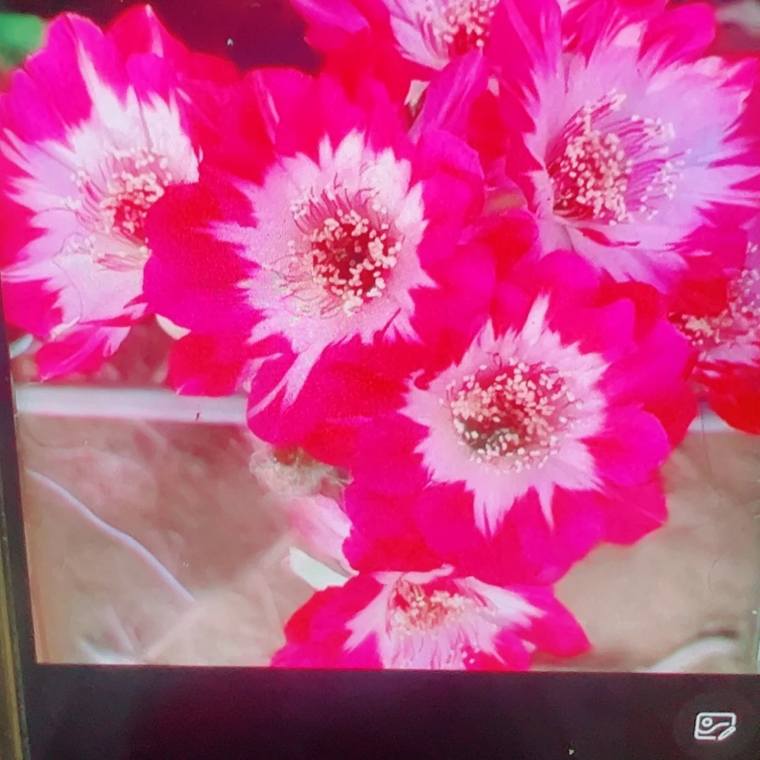 丽花 0710侧芽 满20包邮