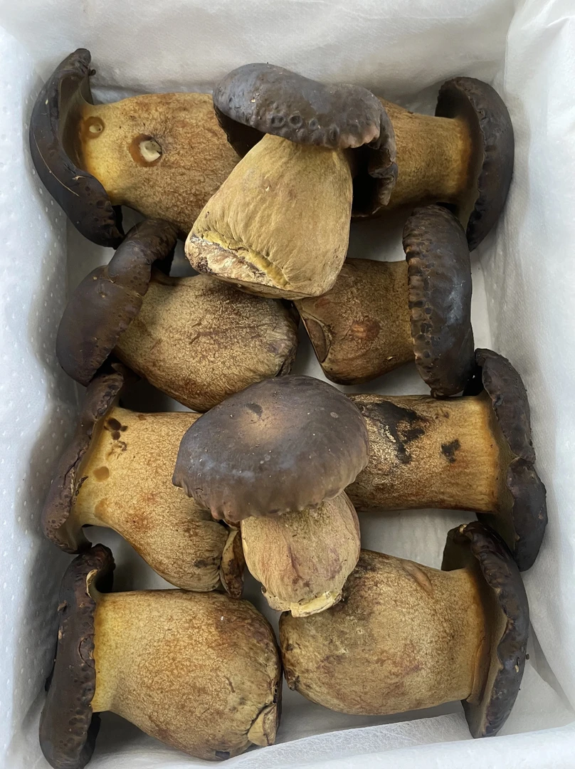 云南新鲜黑牛肝菌无毒菌香味十足煲汤火锅炒菜食材冷链包邮