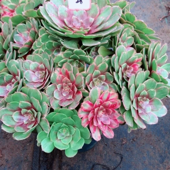 意***愿无花朵万七彩法师多肉植物28号