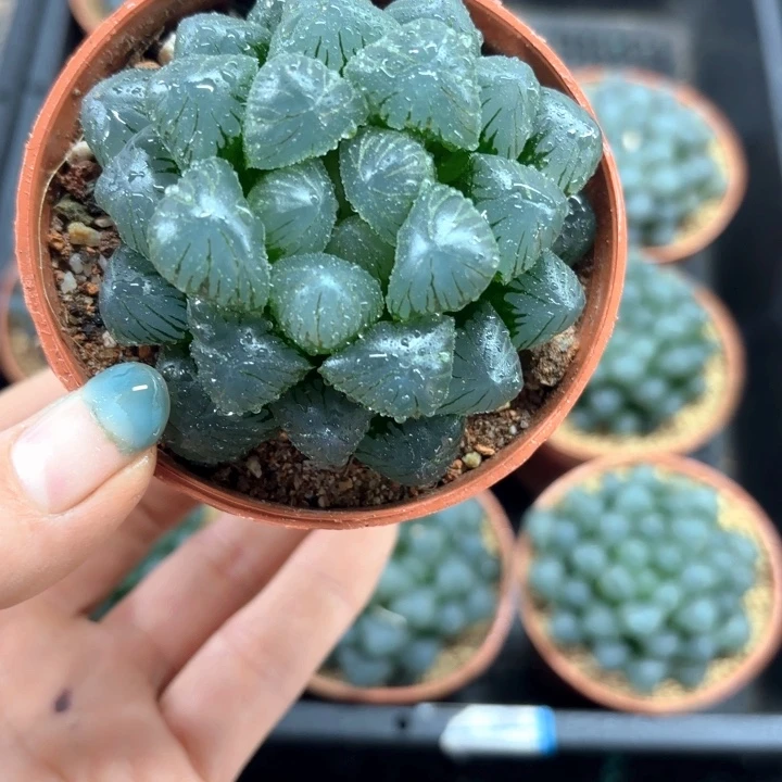 孔明灯玉露多肉植物