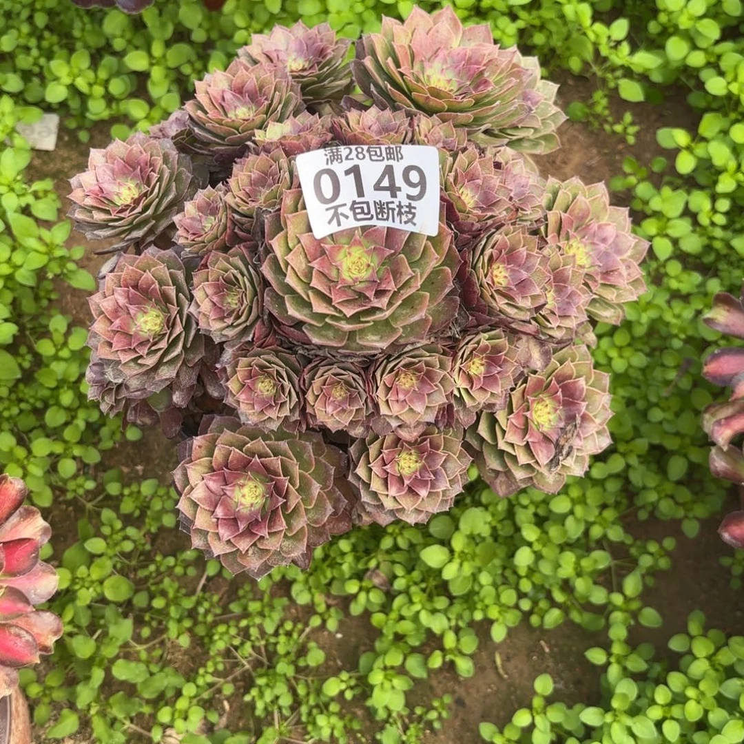 P. 149红魔多肉1，baeee