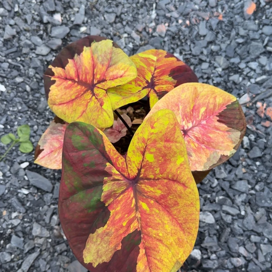 18-1116泰国发货暮光