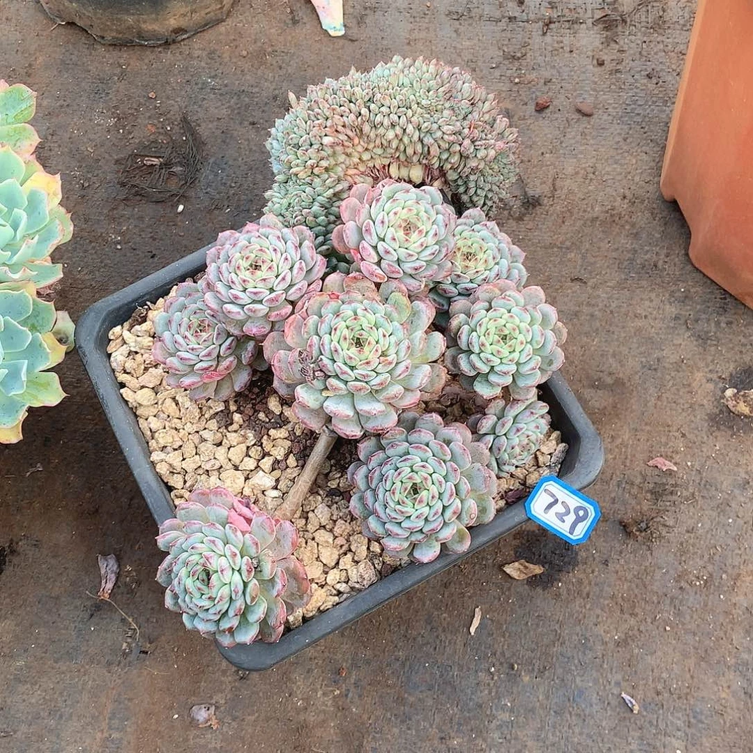 729白胖子缀化 一物一拍多肉