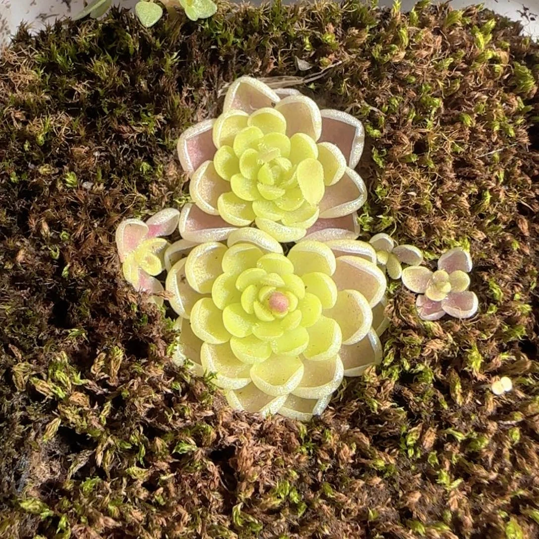 多肉1225-153捕虫堇