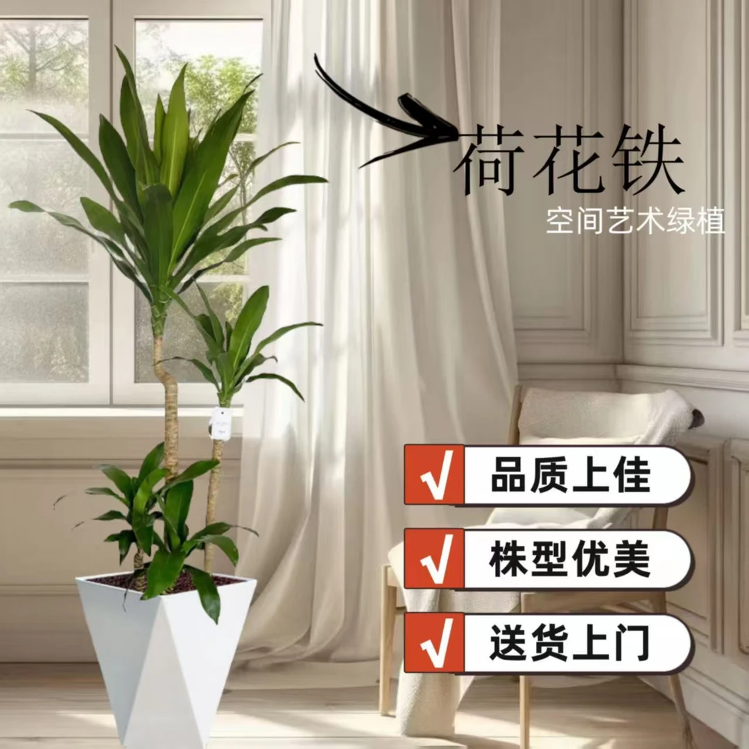 荷花铁美人客厅绿植荷兰铁盆栽龙血树室内大型植物好养四季禄植