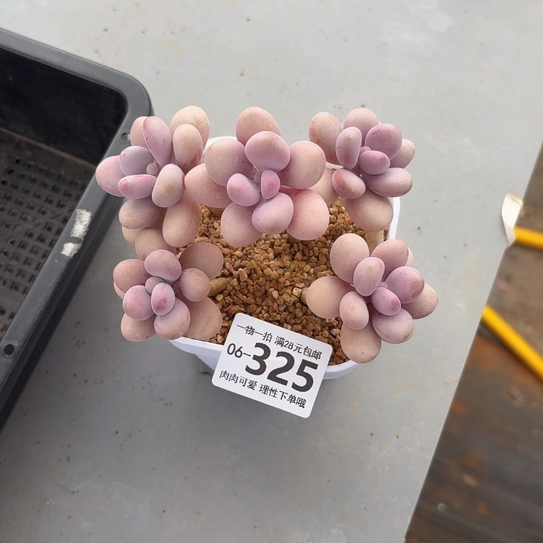 桃蛋无盆土发货无盆土无