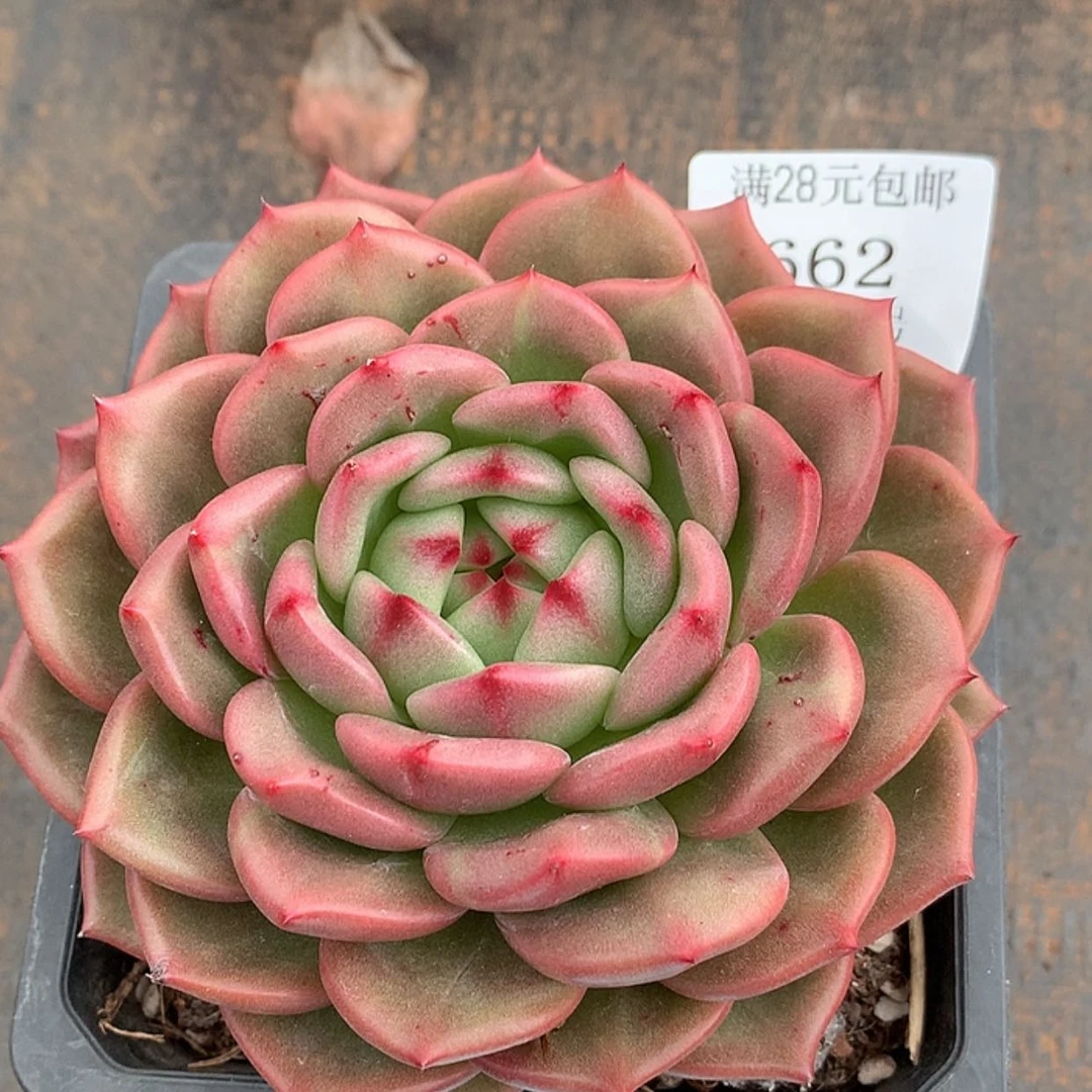 【闪购商品】云662号卡地亚12厘米