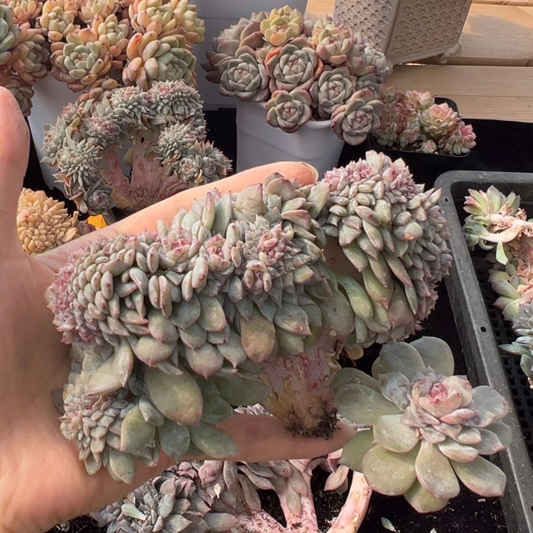 新年快乐 新年快乐