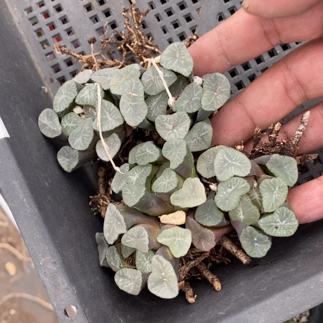 2514 一颗实生中空明湖万象 福利