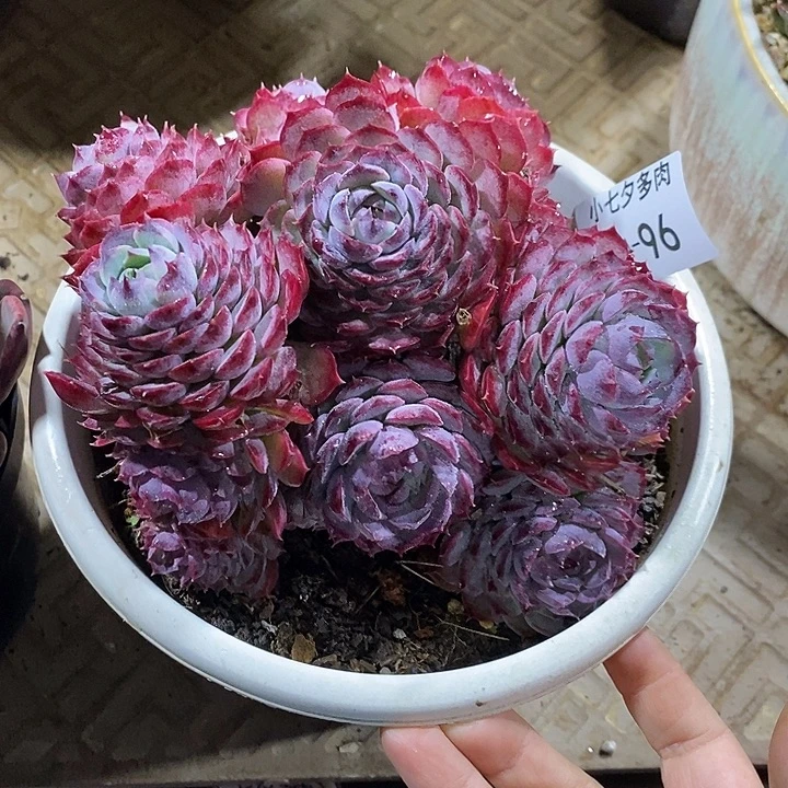 七***．小七夕多肉朱砂痣96