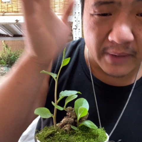 红陶一物一拍所见即所得25