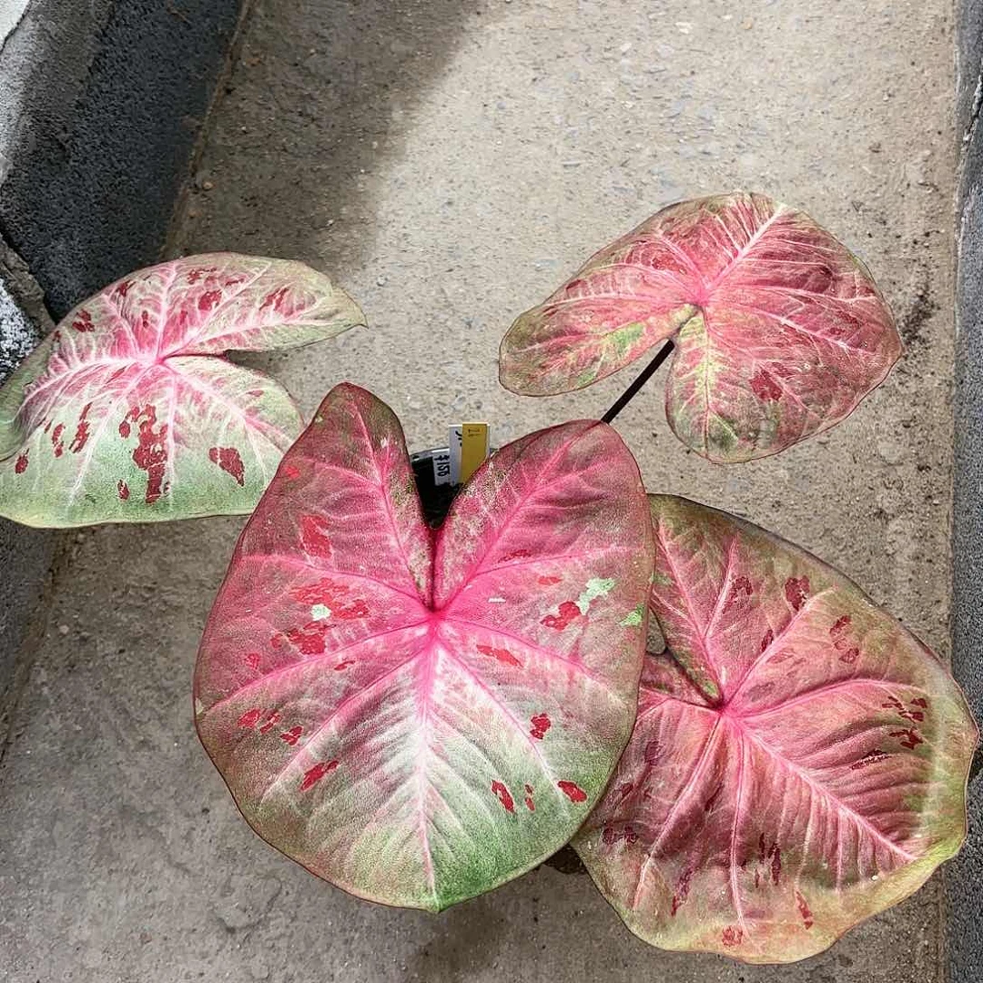 泰国彩叶芋26-0120