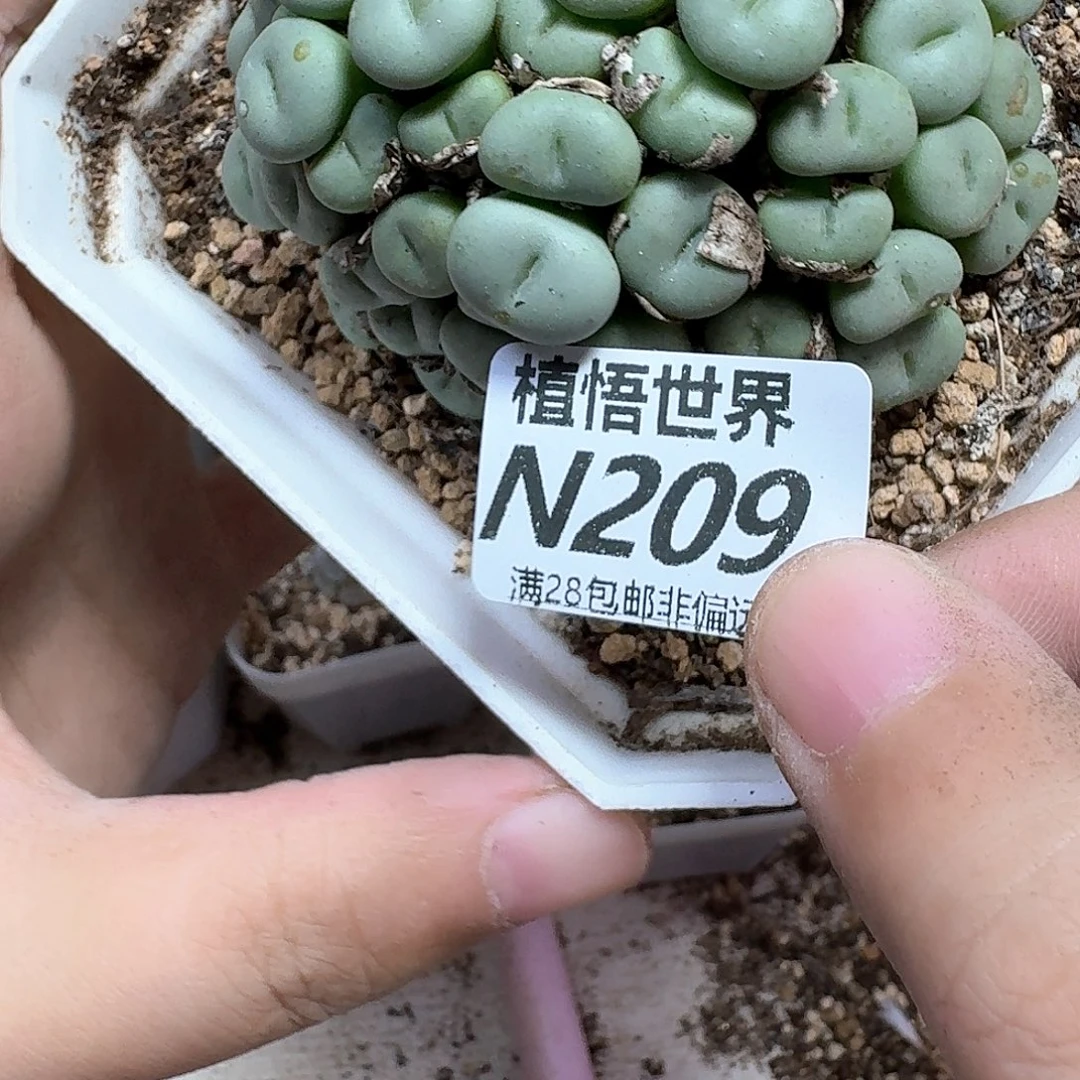 多肉植物的润泽需hn