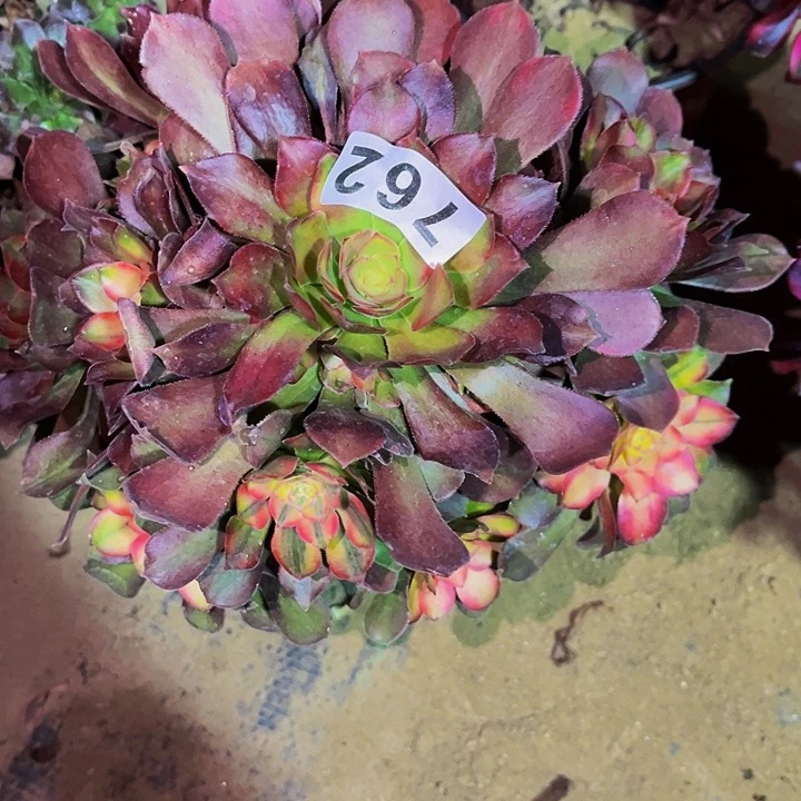 762香妃多肉植物处理不售后