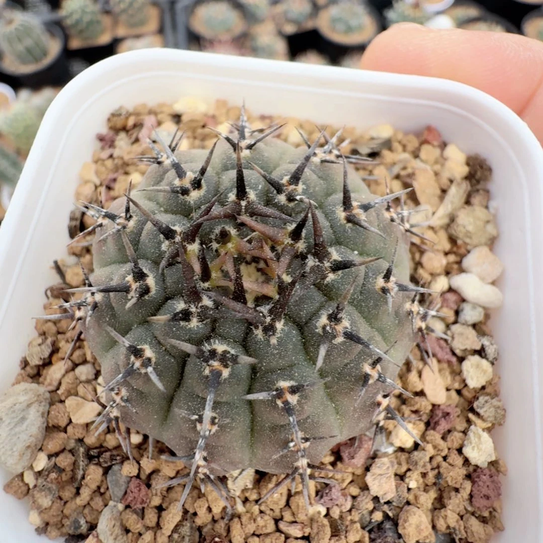 无花朵实生黑刺凤头尺寸4.2