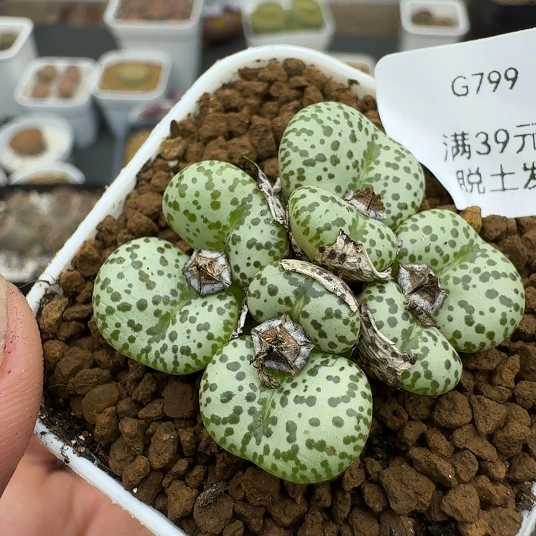 799多肉哈哈哈哈宝贝吧