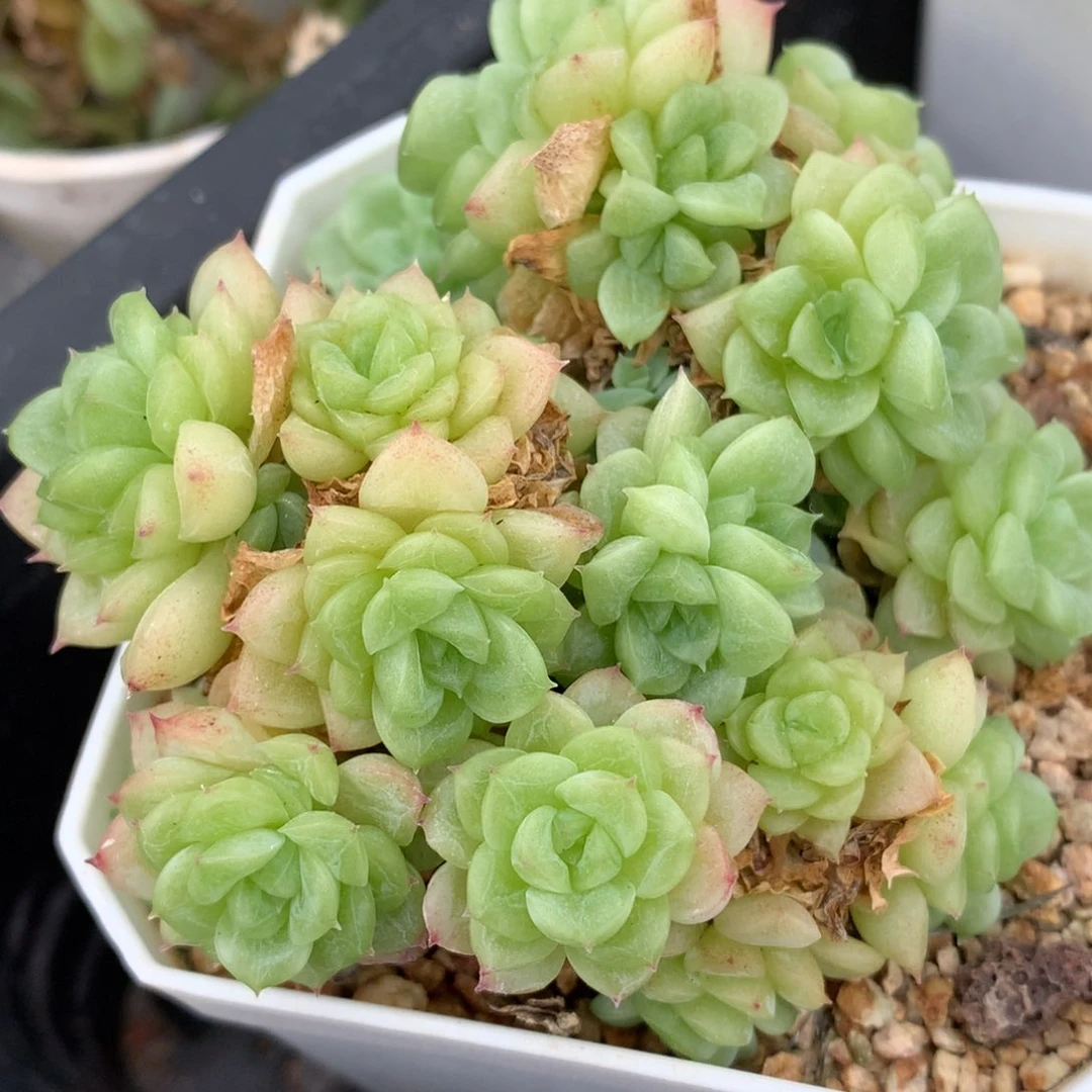0829-51 麦杆优选 散群
